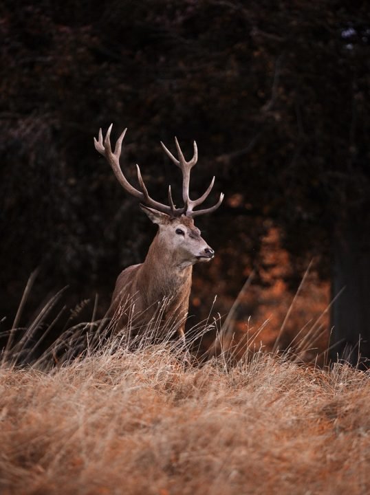 red-deer-4551678_1280